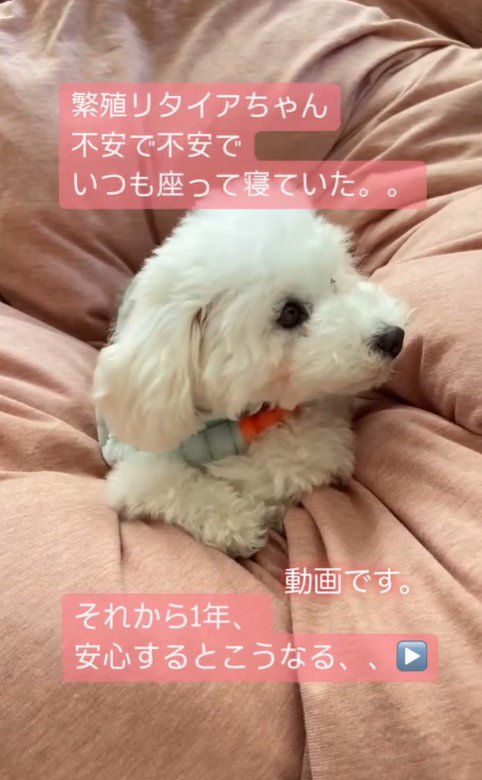 まめちゃんの変化3