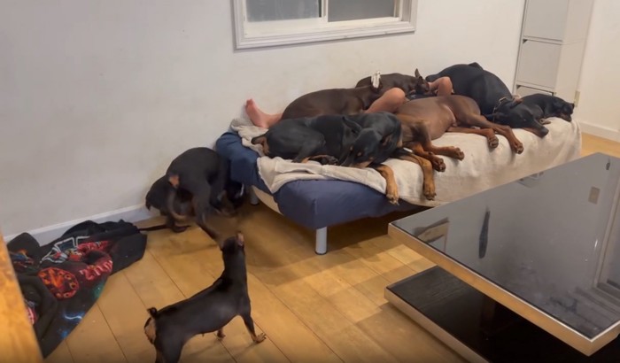 たくさんのわんこ2