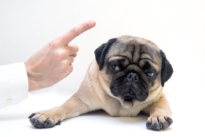 叱られてむっとする犬