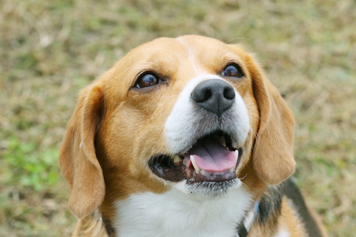 笑顔のビーグル犬の顔アップ