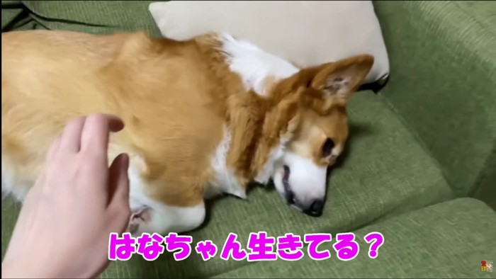 「生きてる…?」