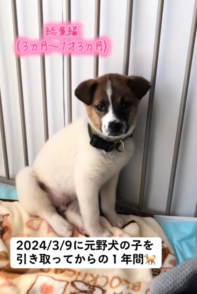 隅で震える子犬