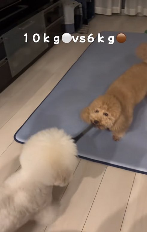 引っ張り合う小型犬達