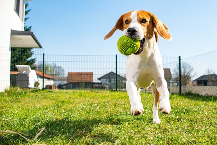 ボールをくわえて走るビーグル犬