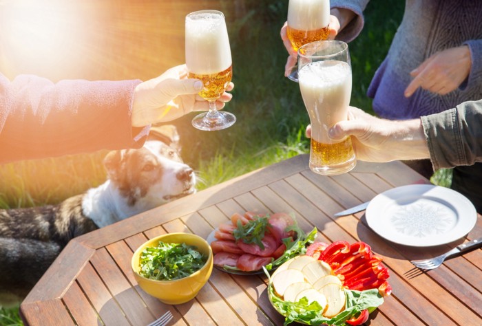 ビールで乾杯する人たちを見つめる犬