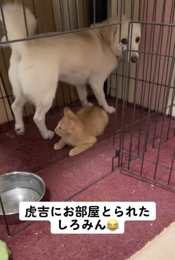 子猫をまたいで立つ犬