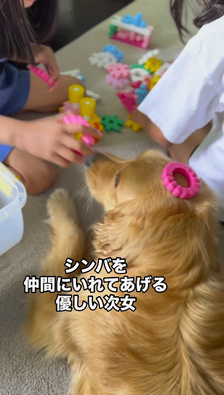 犬の頭におもちゃを乗せる女の子