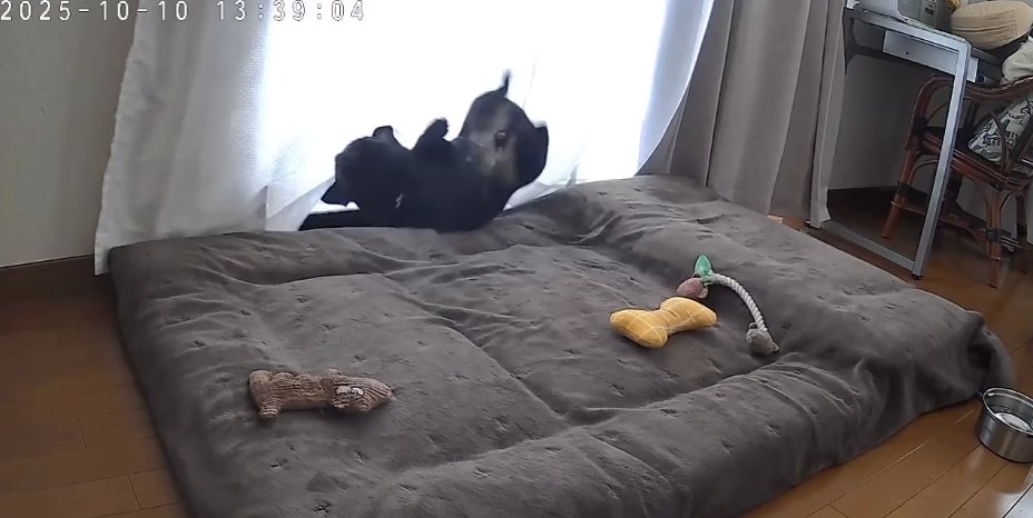 マットレスの上で跳ねるフレンチブルドッグ