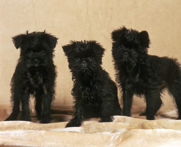 正面を見つめながら並ぶ3頭のアーフェンピンシャーの子犬