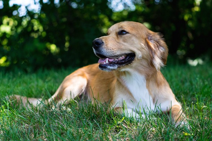 芝生の上に気持ちよさそうに寝そべる犬