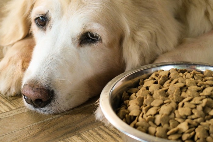 ごはんを食べない大型犬