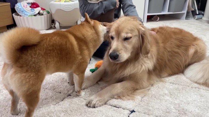 うにくんがおからちゃんをペロペロ♡