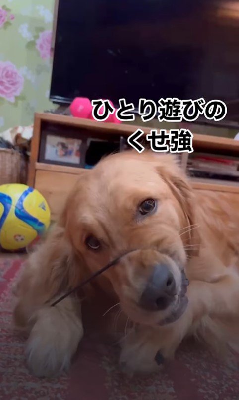ヘアゴムで遊ぶつくしちゃん8