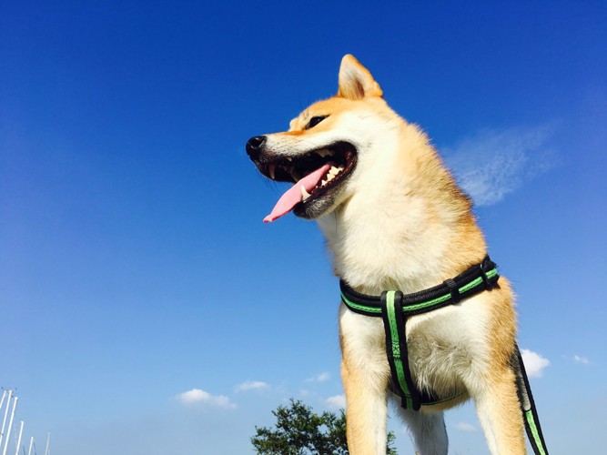 青空をバックにした柴犬