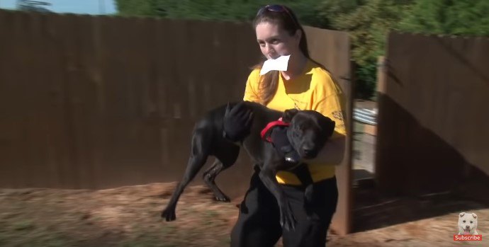 犬を抱えて運ぶ