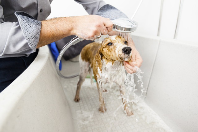 リンスを流している犬