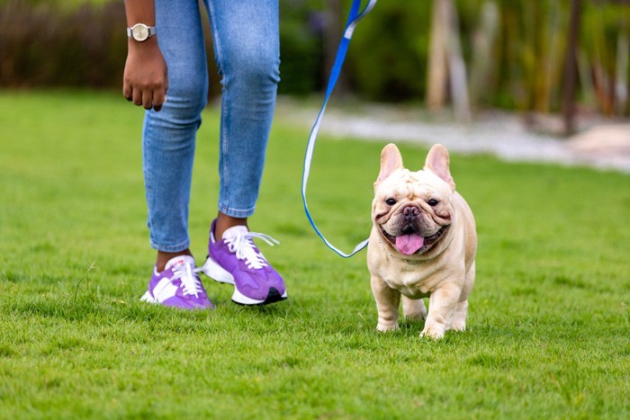 お散歩でダッシュする小型犬