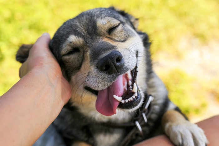 撫でられて嬉しそうな犬