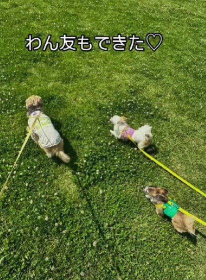 友達犬もできたよ