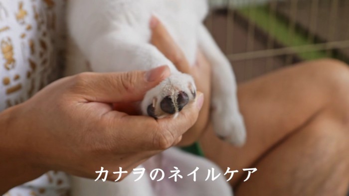 子犬の手を持つ飼い主