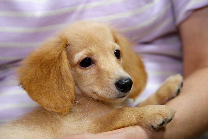 飼い主さんに抱っこされているダックスの子犬