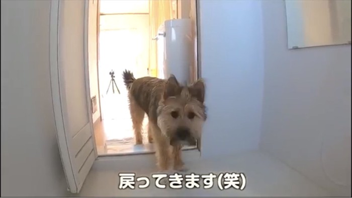 戻ってくる犬