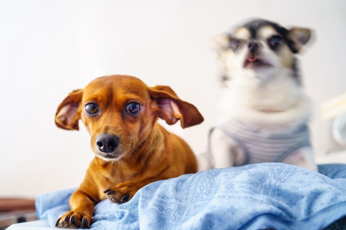 2匹の犬が過ごす光景