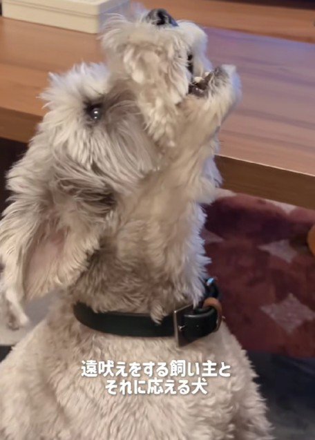 負けじと遠吠え！！