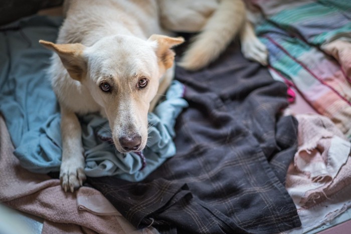 怯えるような様子を見せる犬