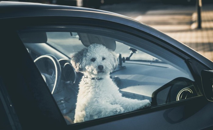 車から外を見ている犬