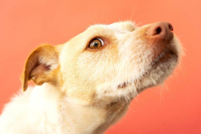 背景ピンクの嗅ぐ犬