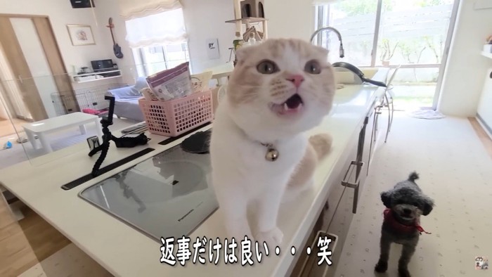 「ダメだよ。わかった?」「にゃ~♪」