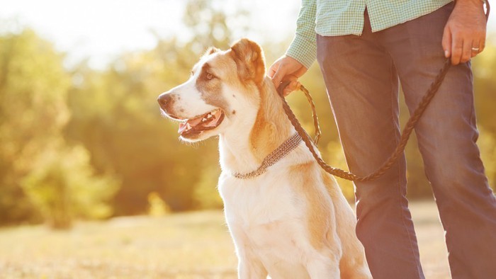 男性と座っている犬