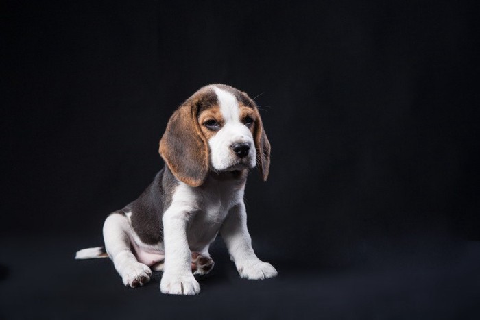 オスワリするビーグルの子犬