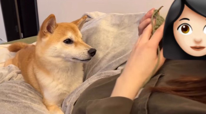 横になって編み物をする飼い主を見つめる犬