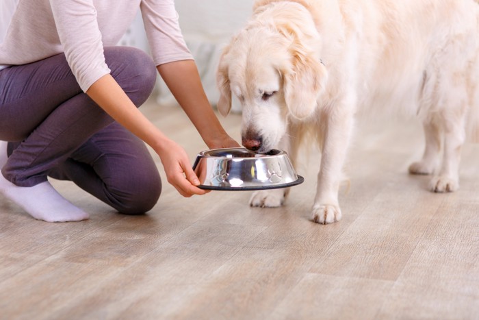 老犬にドッグフードが入った食器を差し出す飼い主