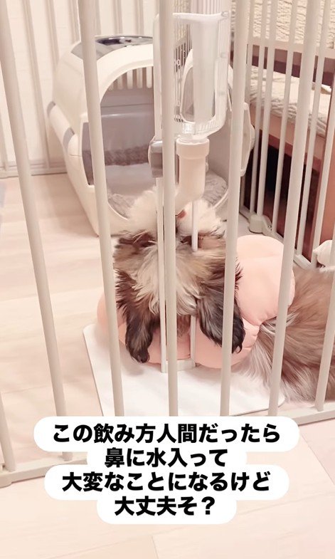 おとちゃんの水の飲み方3