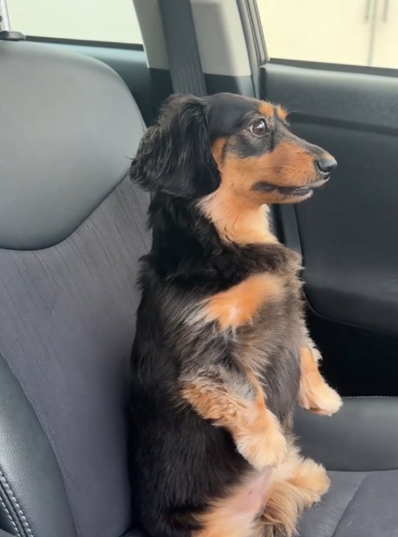 助手席に乗る犬2
