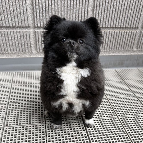 たぬき