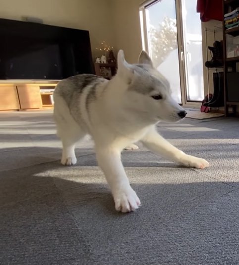 警戒する子犬