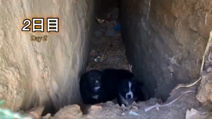 排水路の子犬たち