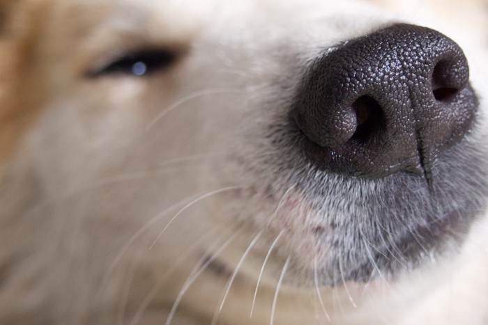 犬の鼻のアップ