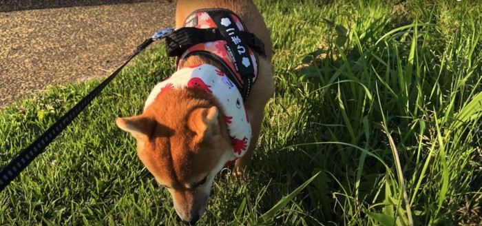 草の匂いを嗅ぐ柴犬のアップ