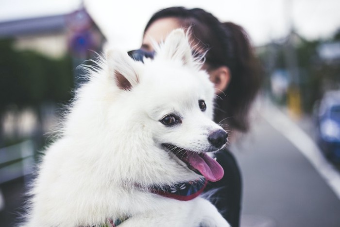 犬を抱っこして外を散歩する女性