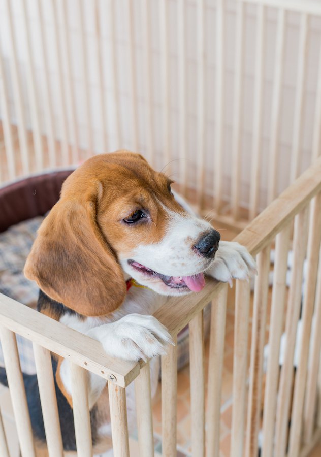 サークルの中から顔を出す犬