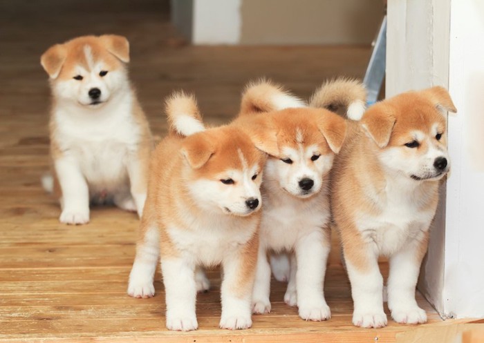 4匹の秋田犬の子犬