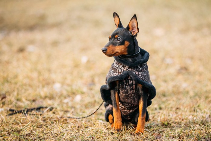 冬服の犬