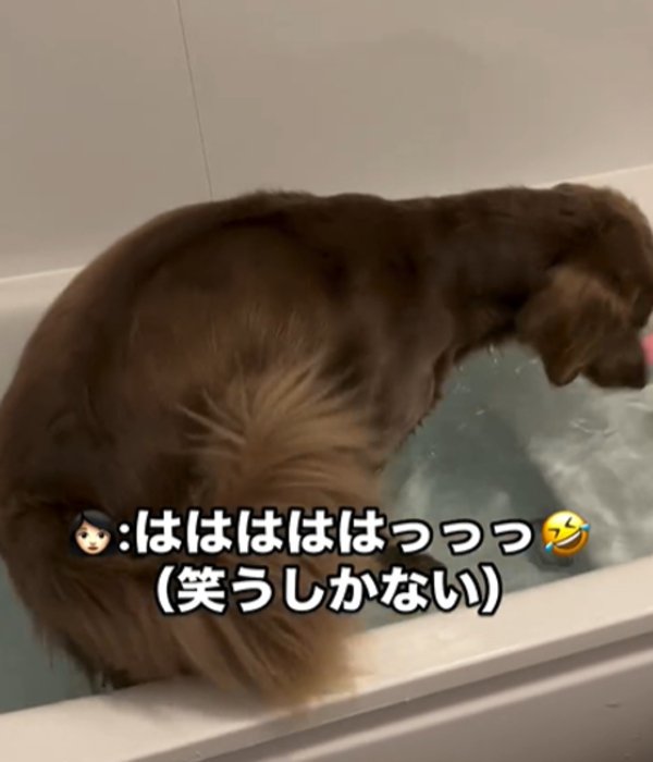 くるくる回る犬