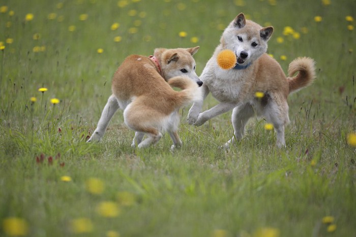 芝生で一緒にボール遊びをする二匹の柴犬