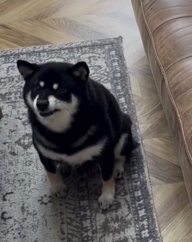 座ったまま見上げる犬